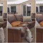 Adorable video of a cat playing peek-a-boo with a sleeping dog