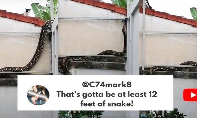 Cat inspects a python ‘Give that cat a bravery award’