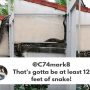 Cat inspects a python ‘Give that cat a bravery award’