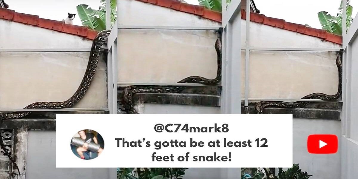 python