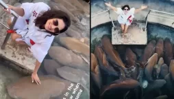 Sunny Leone chilling with sharks in Maldives Beach, hails ‘free safe wildlife’. Watch Video