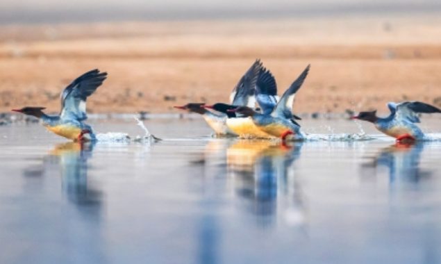 Photographer catches heaven for endangered bird