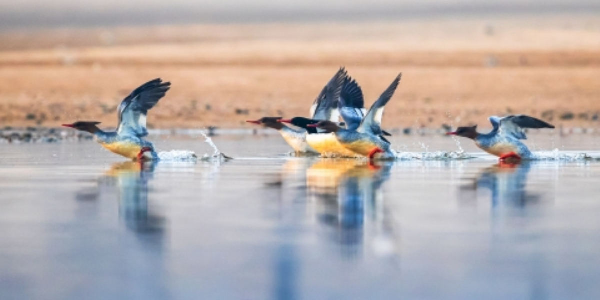 birds
