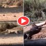 Lioness fights a crocodile in the water for prey