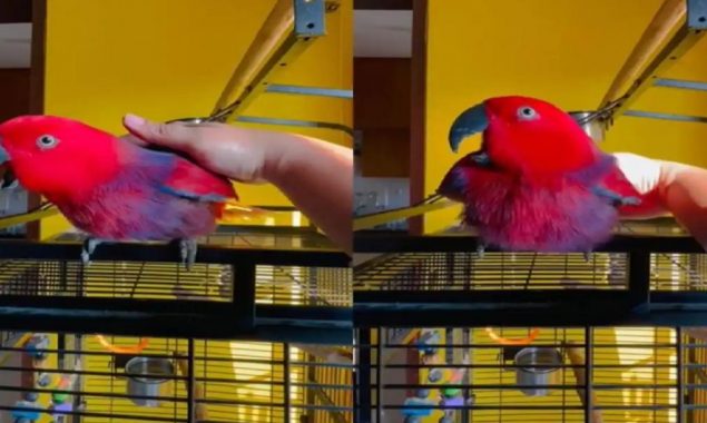 Parrot just sang the new ringtone for your iPhone