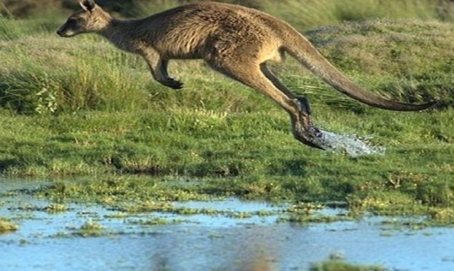 Spotted: A mysterious kangaroo was snapped near a Danish road