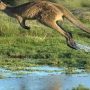 Spotted: A mysterious kangaroo was snapped near a Danish road