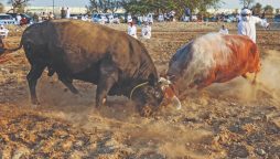 bulls