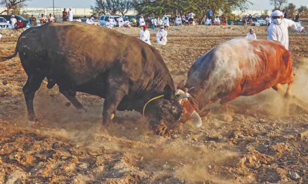bulls