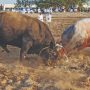 Bullfighting lives on