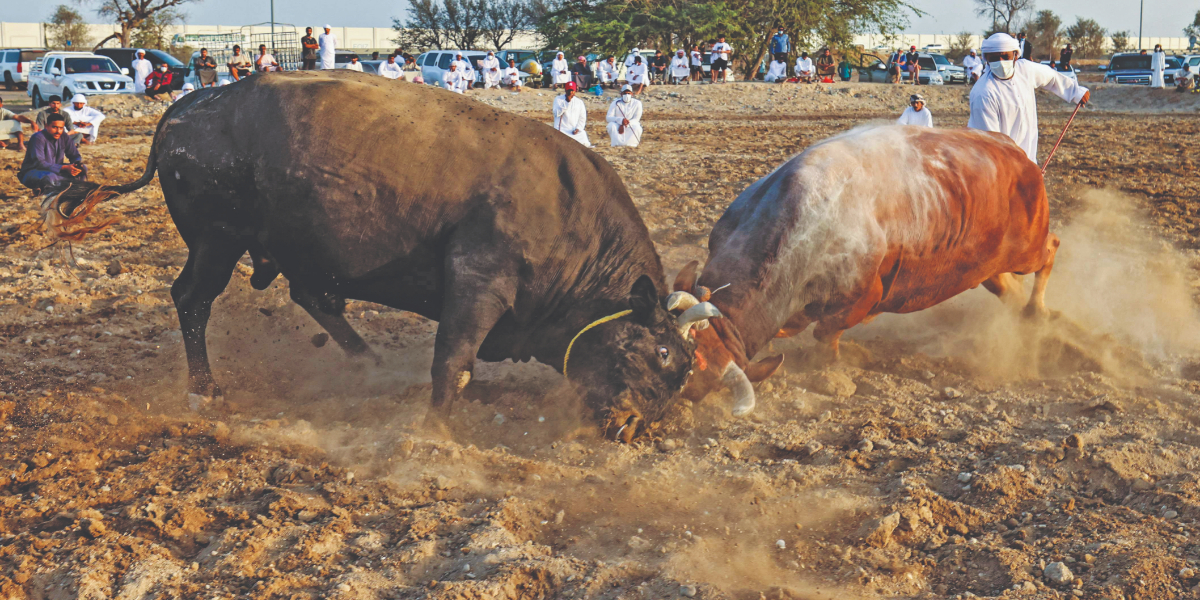 bulls