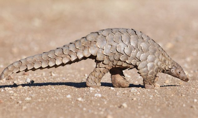 pangolins