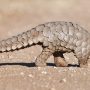 Preserving pangolins