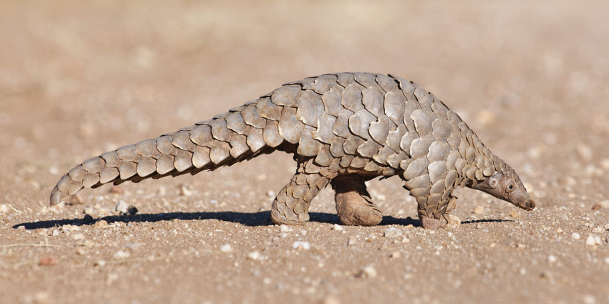 pangolins