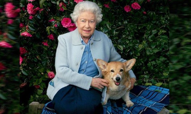 Queen Elizabeth DOG