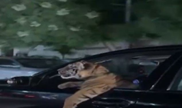 Viral: A man driving a car with a tiger