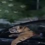 Viral: A man driving a car with a tiger
