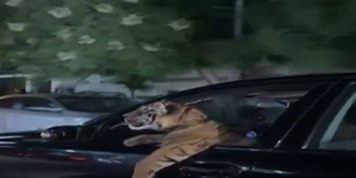 tiger