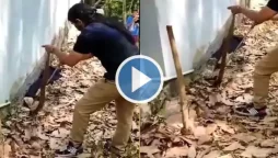Snake