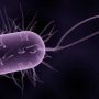 19 people die of leptospirosis in Fiji