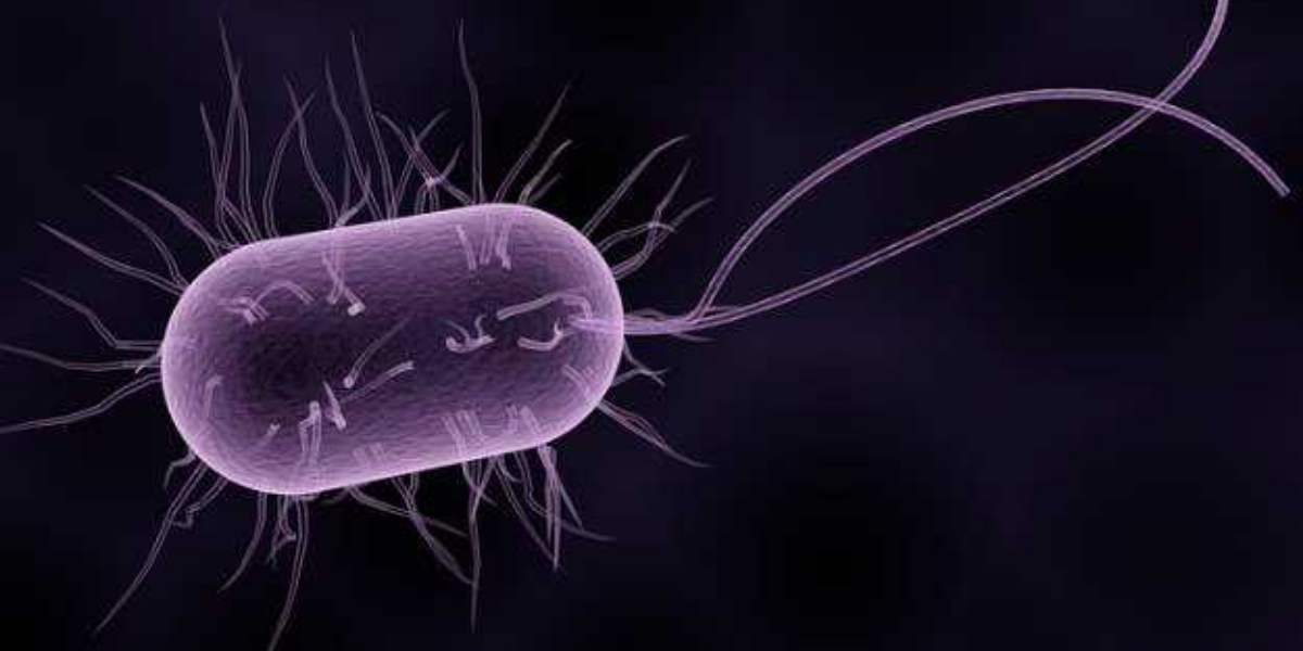 leptospirosis
