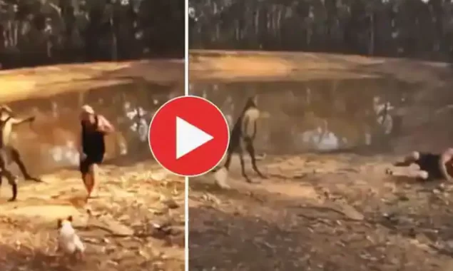WATCH VIDEO: Kangaroo Kicks and Punches Man Attempting to Save His Dog, Too Funny 