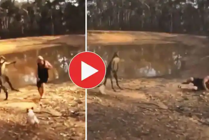 Kangaroo