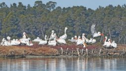 Global warming hits Albanian migrant birds harder