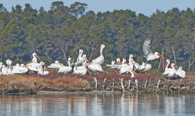 Global warming hits Albanian migrant birds harder