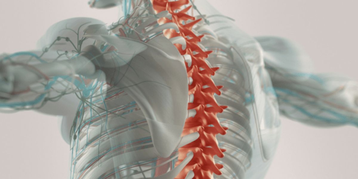 Spinal cord implant