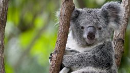 Australia warns koalas ‘endangered’ as numbers plunge