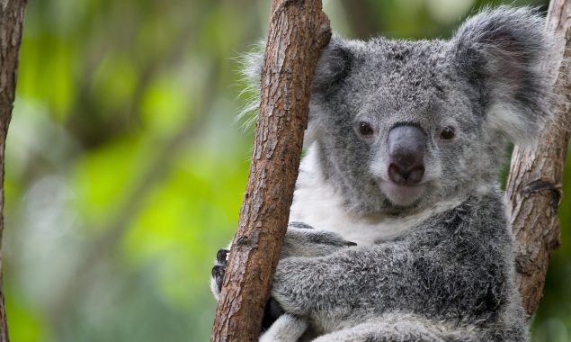 Australia warns koalas ‘endangered’ as numbers plunge