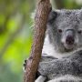 Australia warns koalas ‘endangered’ as numbers plunge