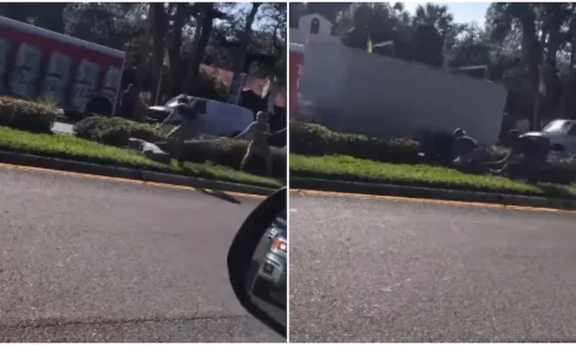 WATCH VIDEO: In Florida, a crocodile smashes a van window and attempts to flee