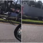 WATCH VIDEO: In Florida, a crocodile smashes a van window and attempts to flee