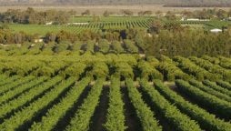 Afghanistan seeks foreign investment in the agriculture sector