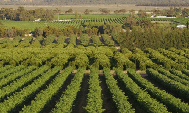 Afghanistan seeks foreign investment in the agriculture sector