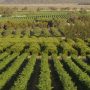 Afghanistan seeks foreign investment in the agriculture sector