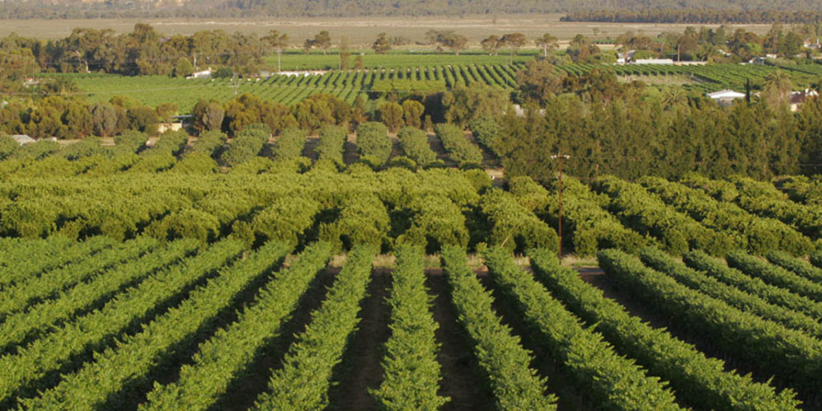 Afghanistan seeks foreign investment in the agriculture sector