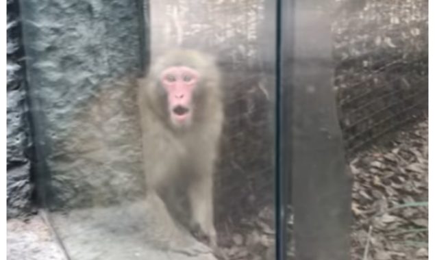 WATCH VIDEO: Monkey’s Cute Reaction to Magic Trick