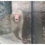 WATCH VIDEO: Monkey’s Cute Reaction to Magic Trick