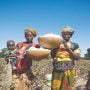 Sanctions put squeeze on Mali’s lucrative cotton sector