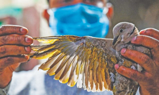 Birds of a feather: India’s raptor-rescuing brothers