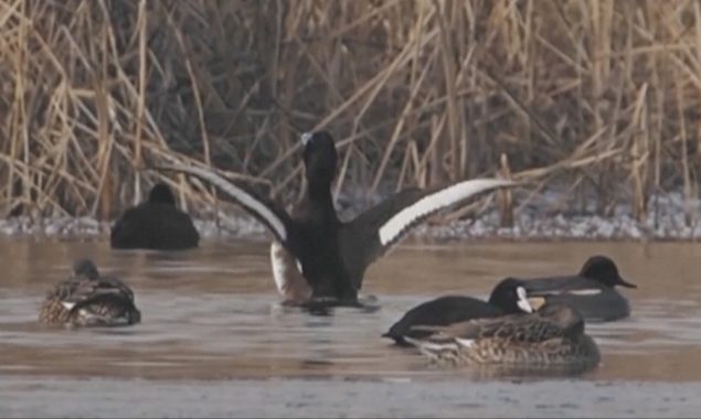 Critically endangered wild ducks spotted in east China