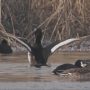 Critically endangered wild ducks spotted in east China