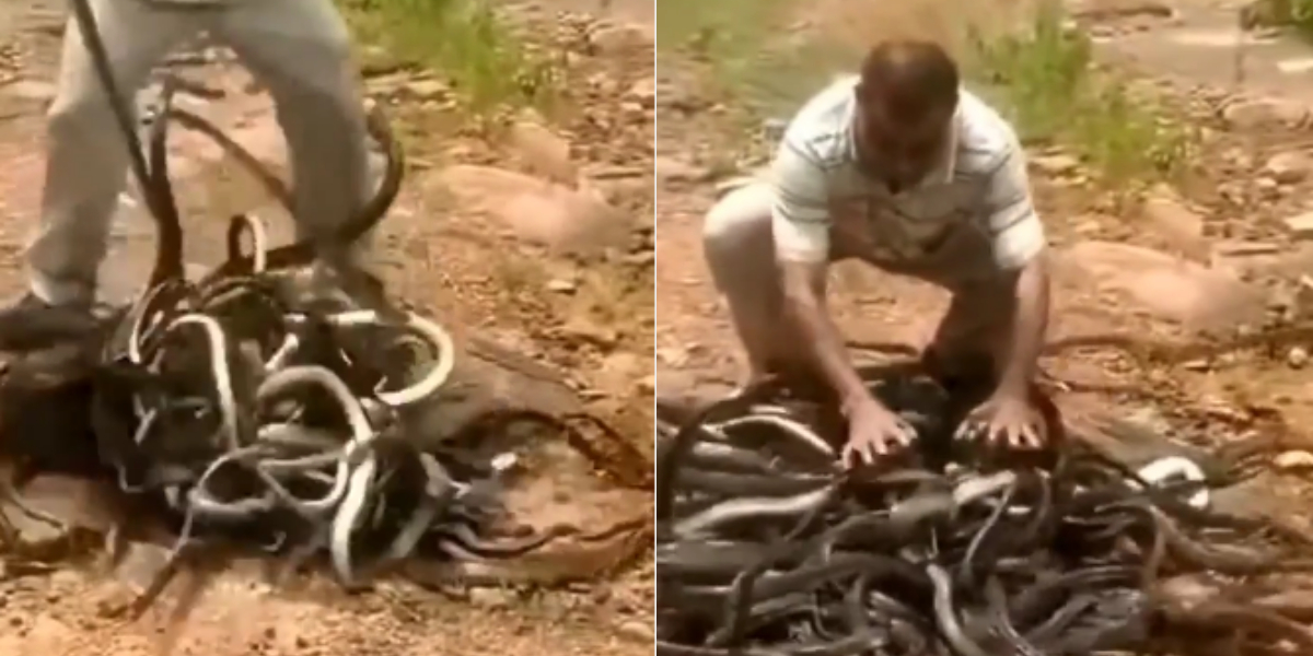 snakes