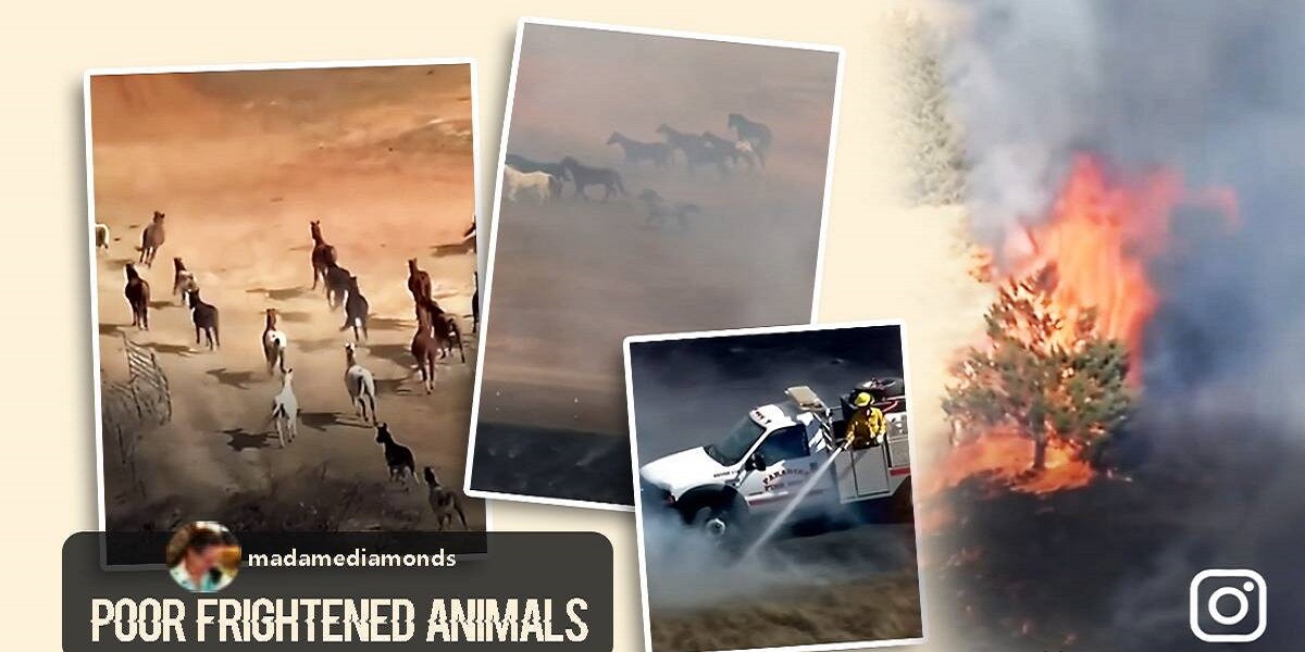 horses