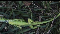 Iguanas Freeze and fall from Trees in Florida Due to Cold