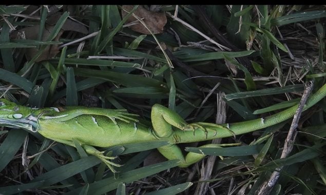 Iguanas Freeze and fall from Trees in Florida Due to Cold