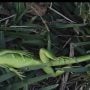 Iguanas Freeze and fall from Trees in Florida Due to Cold